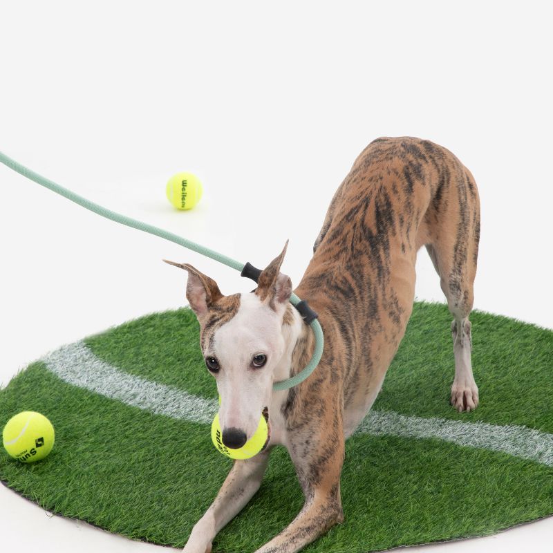 Petrkl™ CommandLead – Slip Dog Leash for Training & Outdoor Control PETRKL