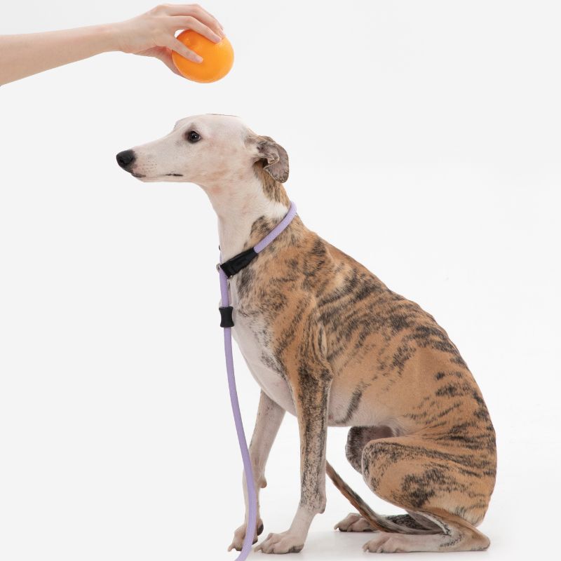 Petrkl™ CommandLead – Slip Dog Leash for Training & Outdoor Control PETRKL