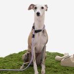 Petrkl™ CommandLead – Slip Dog Leash for Training & Outdoor Control PETRKL