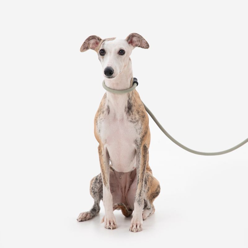 Petrkl™ CommandLead – Slip Dog Leash for Training & Outdoor Control PETRKL