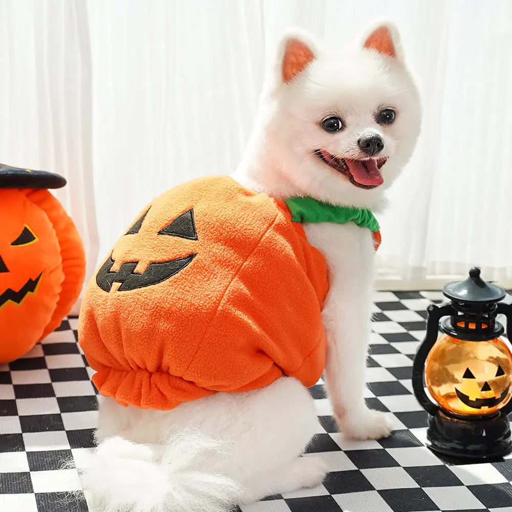 Petrkl™ Pumpkin Pet Halloween Costume Petrkl