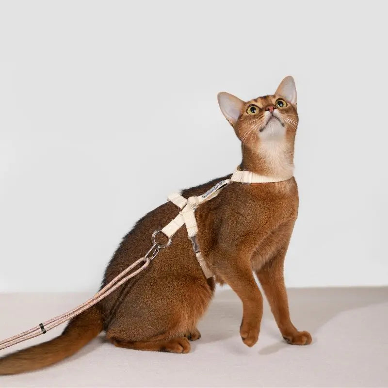Adjustable Cat Harness & Leash Set beige cat