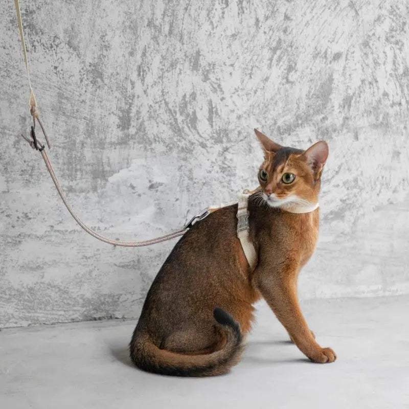 Adjustable Cat Harness & Leash Set  beige cat 2