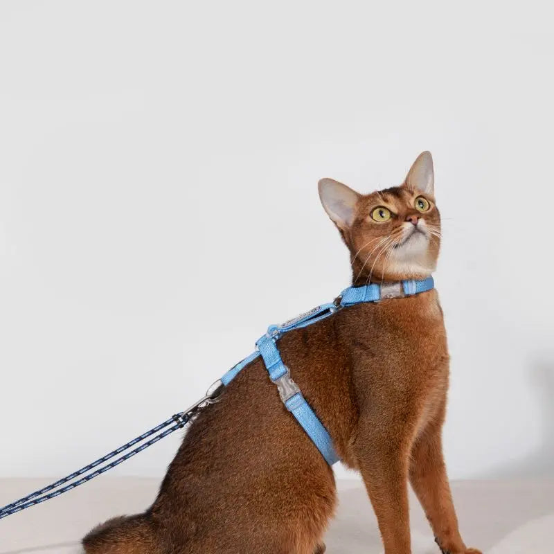 Adjustable Cat Harness & Leash Set blue cat