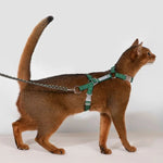 Adjustable Cat Harness & Leash Set  dark cat