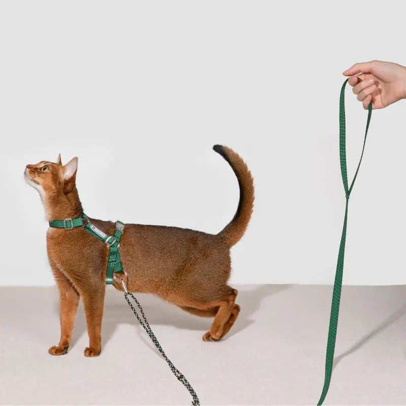 Adjustable Cat Harness & Leash Set dark green cat