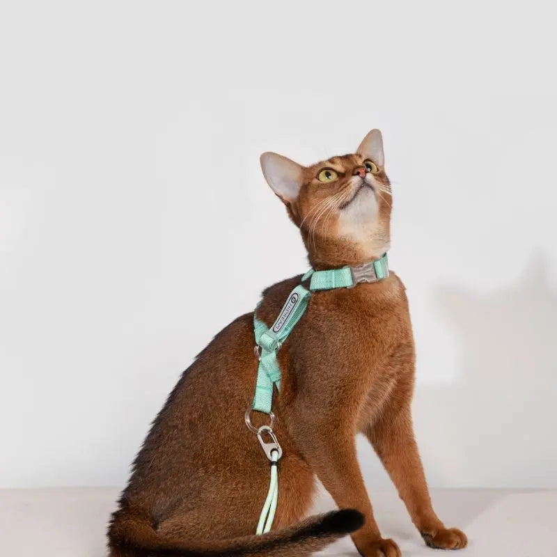 Adjustable Cat Harness & Leash Set light green 1