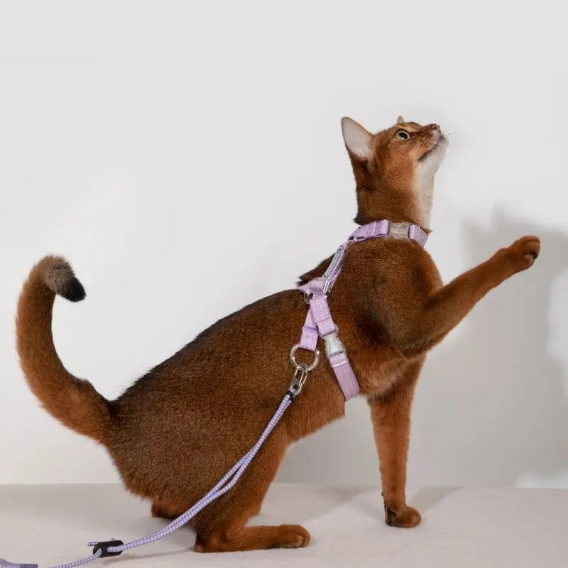 Adjustable Cat Harness & Leash Set  pink cat2