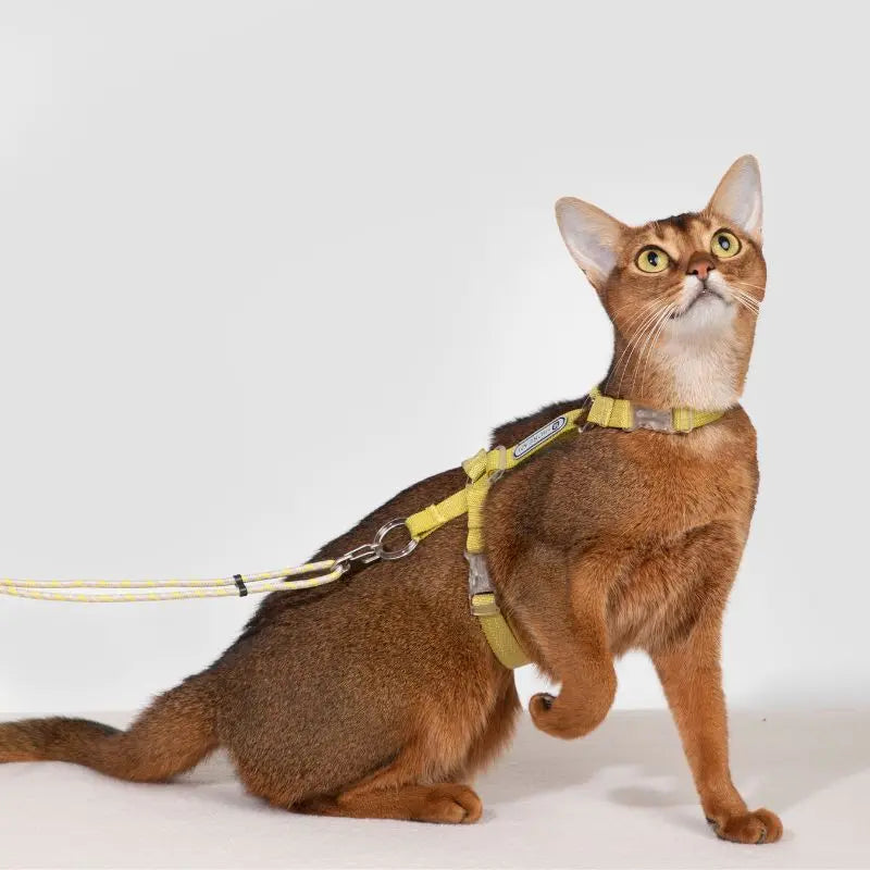 Adjustable Cat Harness & Leash Set  yellowcat 2