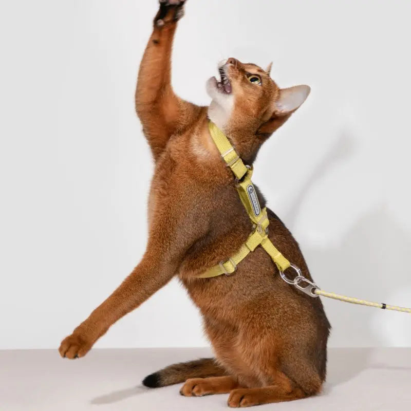 Adjustable Cat Harness & Leash Set  yellowcat 3