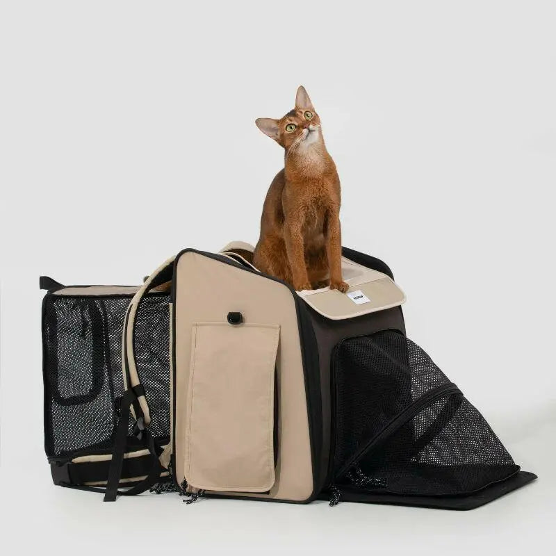 Cats resting inside breathable foldable travel bag