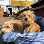 Dog Car Bed with Bolster – Secure Travel Seat for Small & Medium Dogs  Petrkl  .