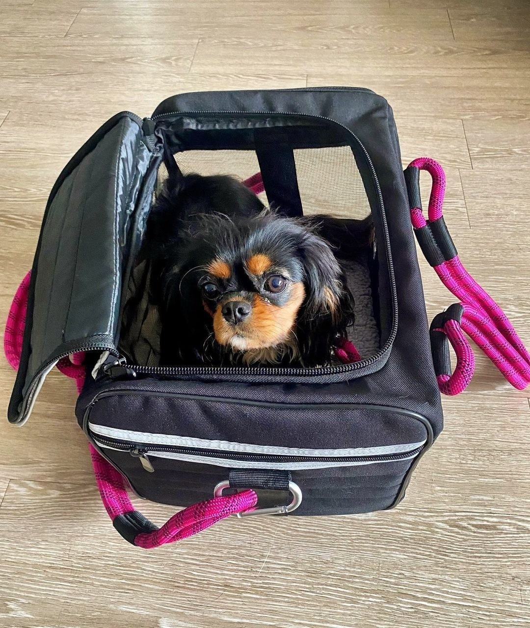 Dog Pet Carrier Bag – Airline Approved & Foldable Petrkl 12