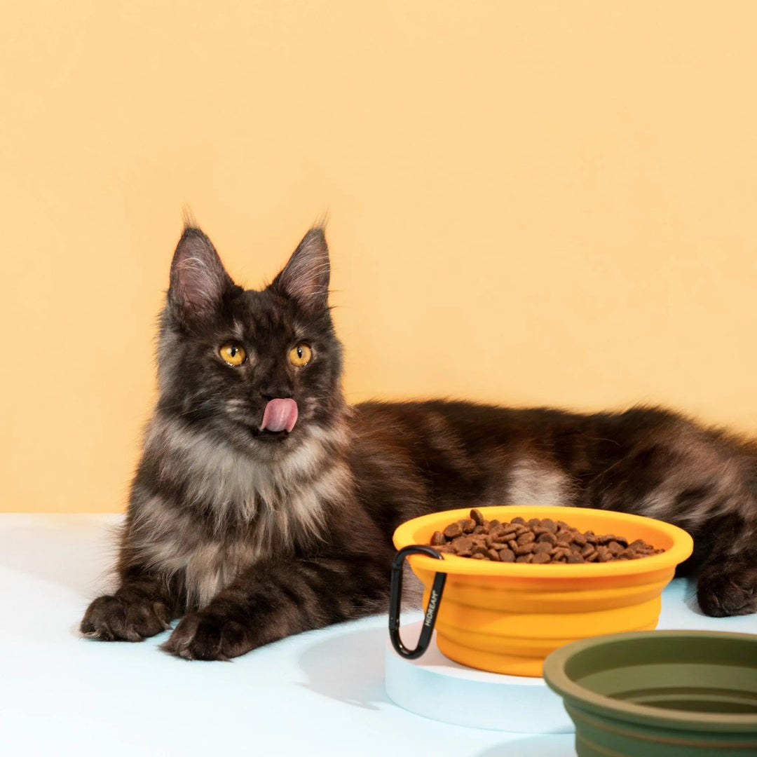 FoldEase Collapsible Dog Bowl for Travel  Petrkl  .