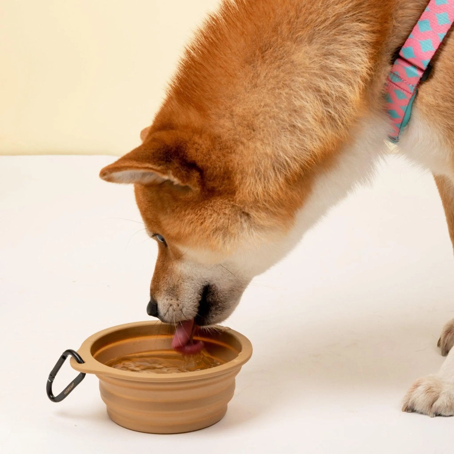 FoldEase Collapsible Dog Bowl for Travel  Petrkl  .