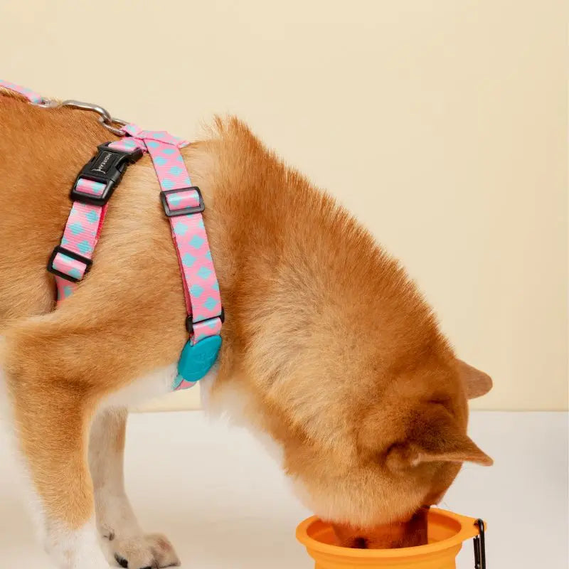 FoldEase Collapsible Dog Bowl for Travel  Petrkl  .