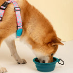FoldEase Collapsible Dog Bowl for Travel  Petrkl  .