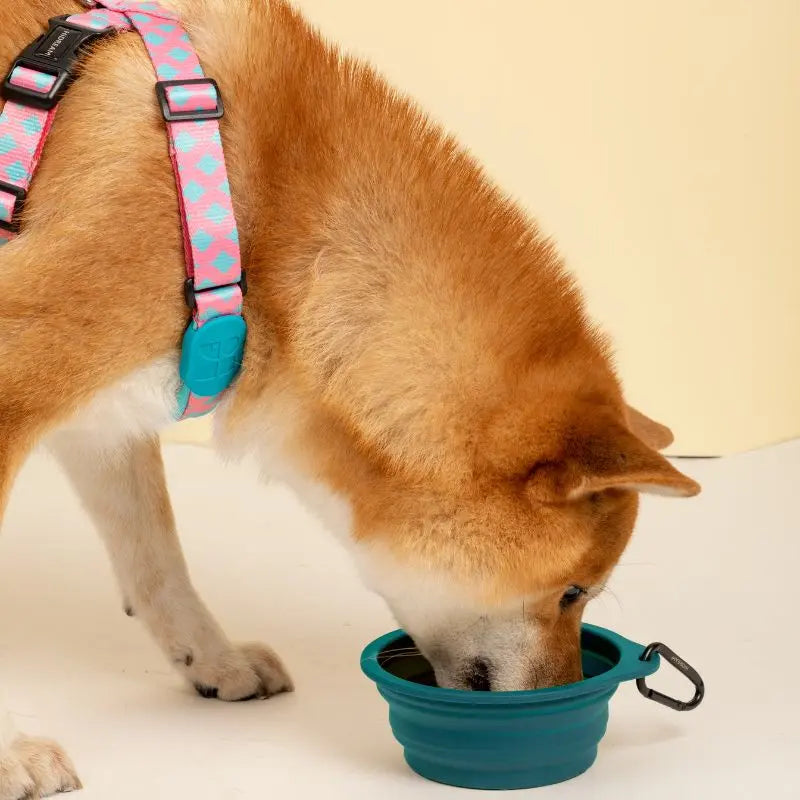 FoldEase Collapsible Dog Bowl for Travel  Petrkl  .