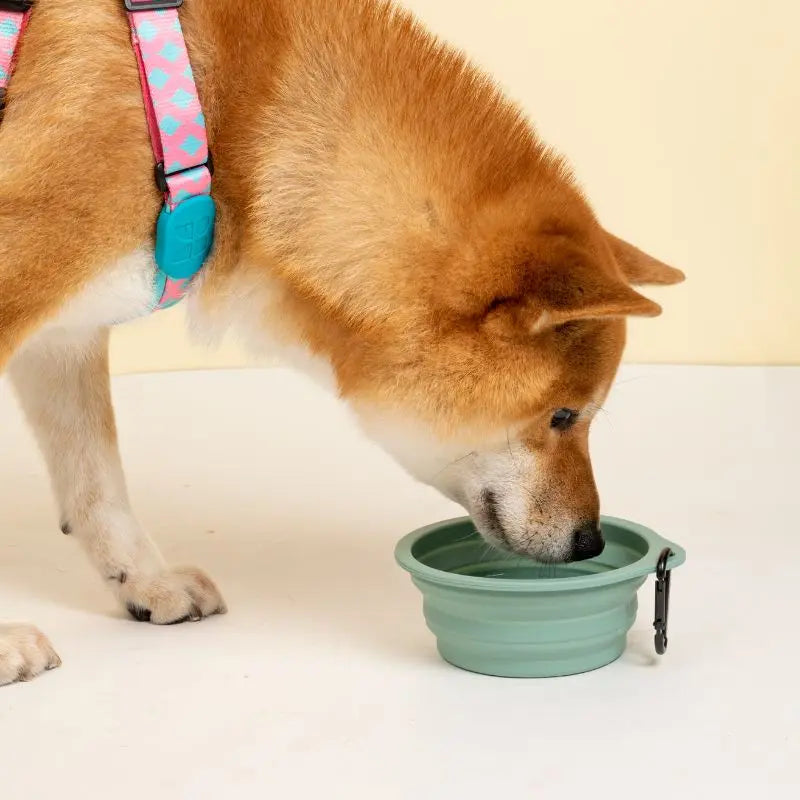 FoldEase Collapsible Dog Bowl for Travel  Petrkl  .