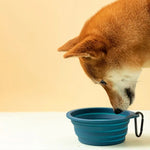 FoldEase Collapsible Dog Bowl for Travel  Petrkl  .