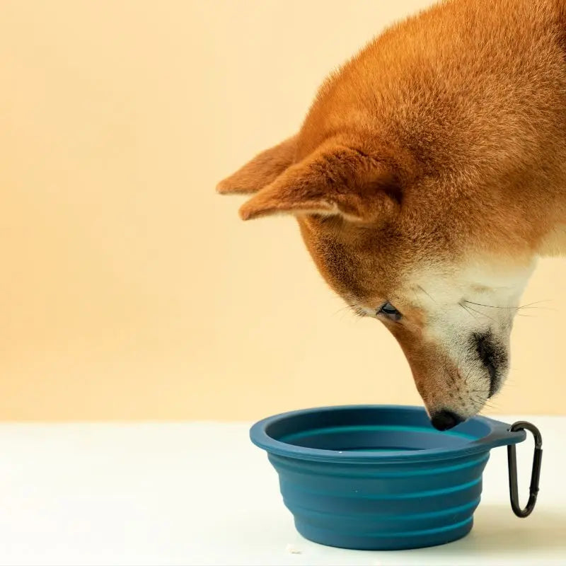 FoldEase Collapsible Dog Bowl for Travel  Petrkl  .