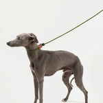 Petrkl™ CommandLoop– Premium Slip Lead Dog Leash with Leather Handle  Petrkl  .