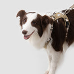 Petrkl™ PressureFree Dog Harness Petrkl 2