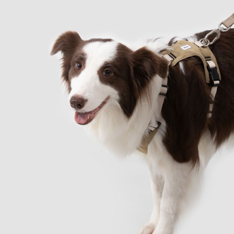 Petrkl™ PressureFree Dog Harness Petrkl 2