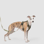 Petrkl™ PressureFree No-Pull Dog Harness 17