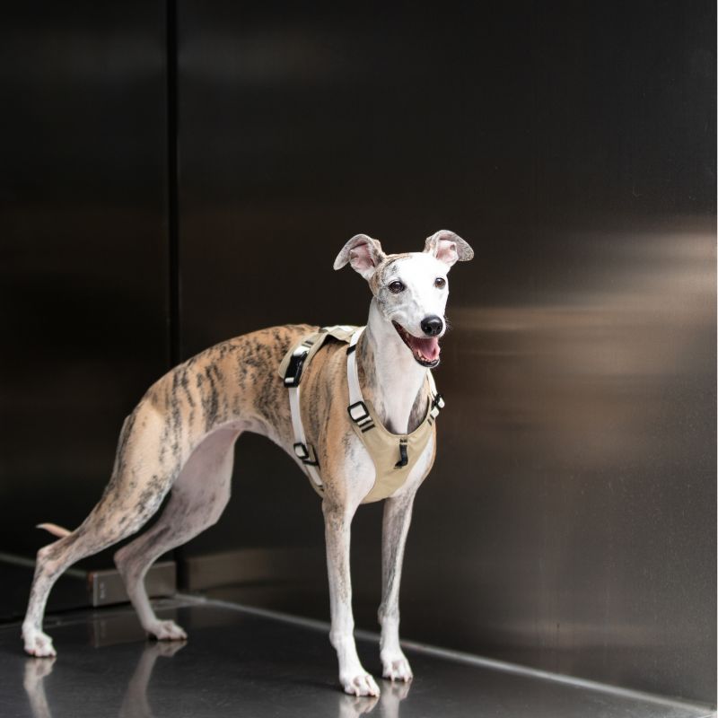 Petrkl™ PressureFree No-Pull Dog Harness 