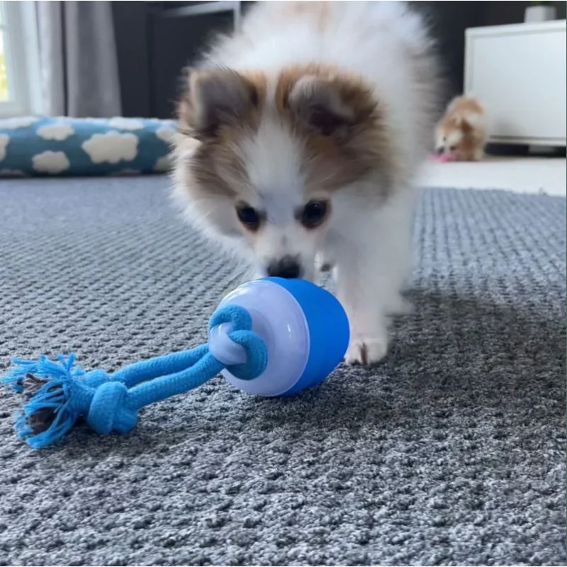 The Chase Buddy™ – Keep Your Dog Calm, Engaged & Satisfied (Even When You’re Busy) PETRKL