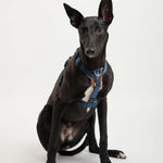 UrbanGlide Dog Harness – Hands-Free Control for Training & Walks  Petrkl  .