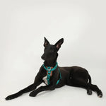 UrbanGlide Dog Harness – Hands-Free Control for Training & Walks  Petrkl  .