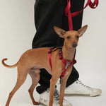 UrbanGlide Dog Harness – Hands-Free Control for Training & Walks  Petrkl  .