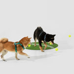UrbanGlide Dog Harness – Hands-Free Control for Training & Walks petrkl 27