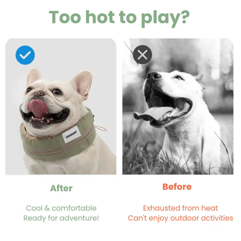 cooler collar for dogs Petrkl  .