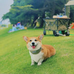 dog cooling collar small dog 2