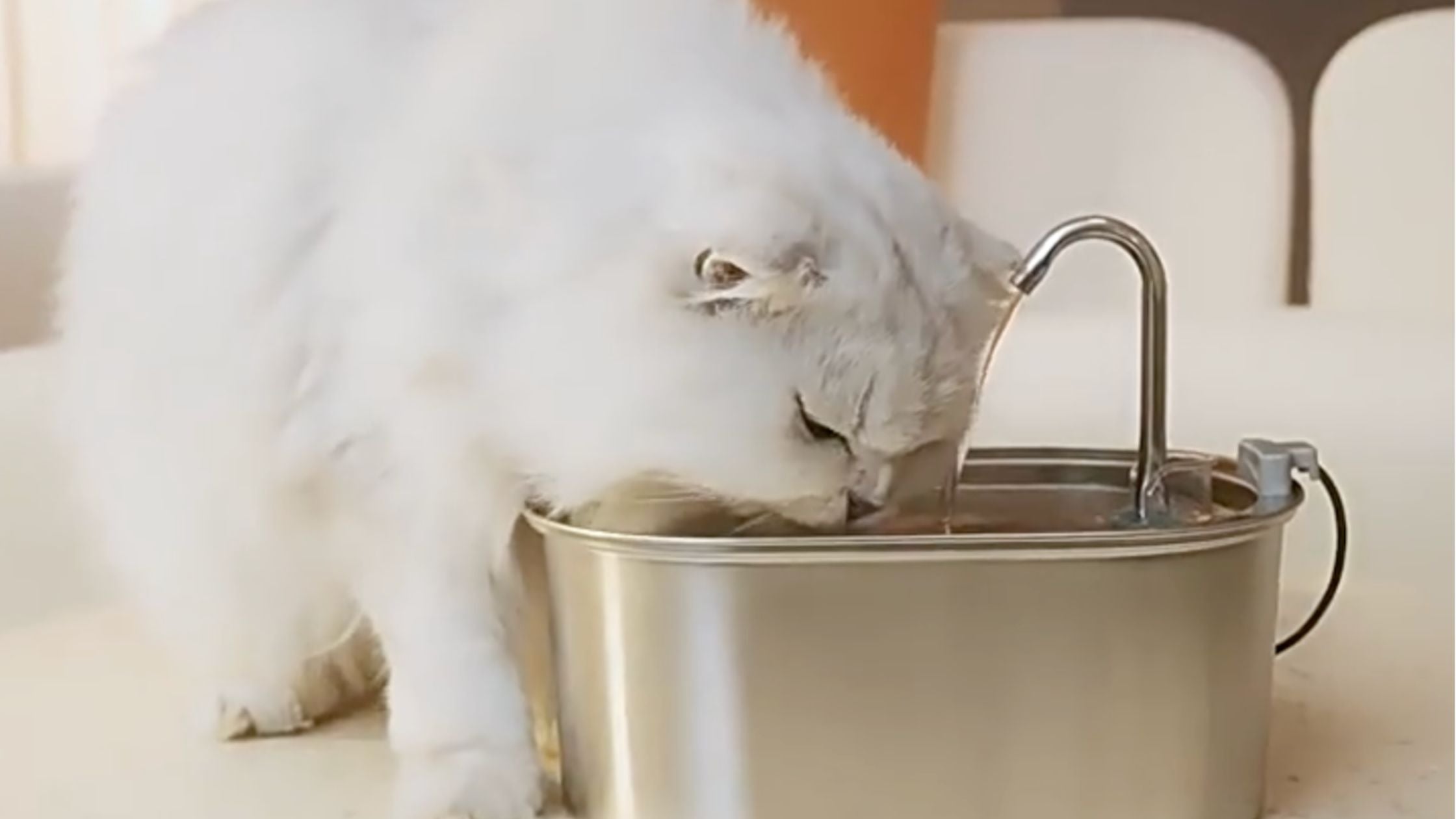 stainless steel cat water fountain
