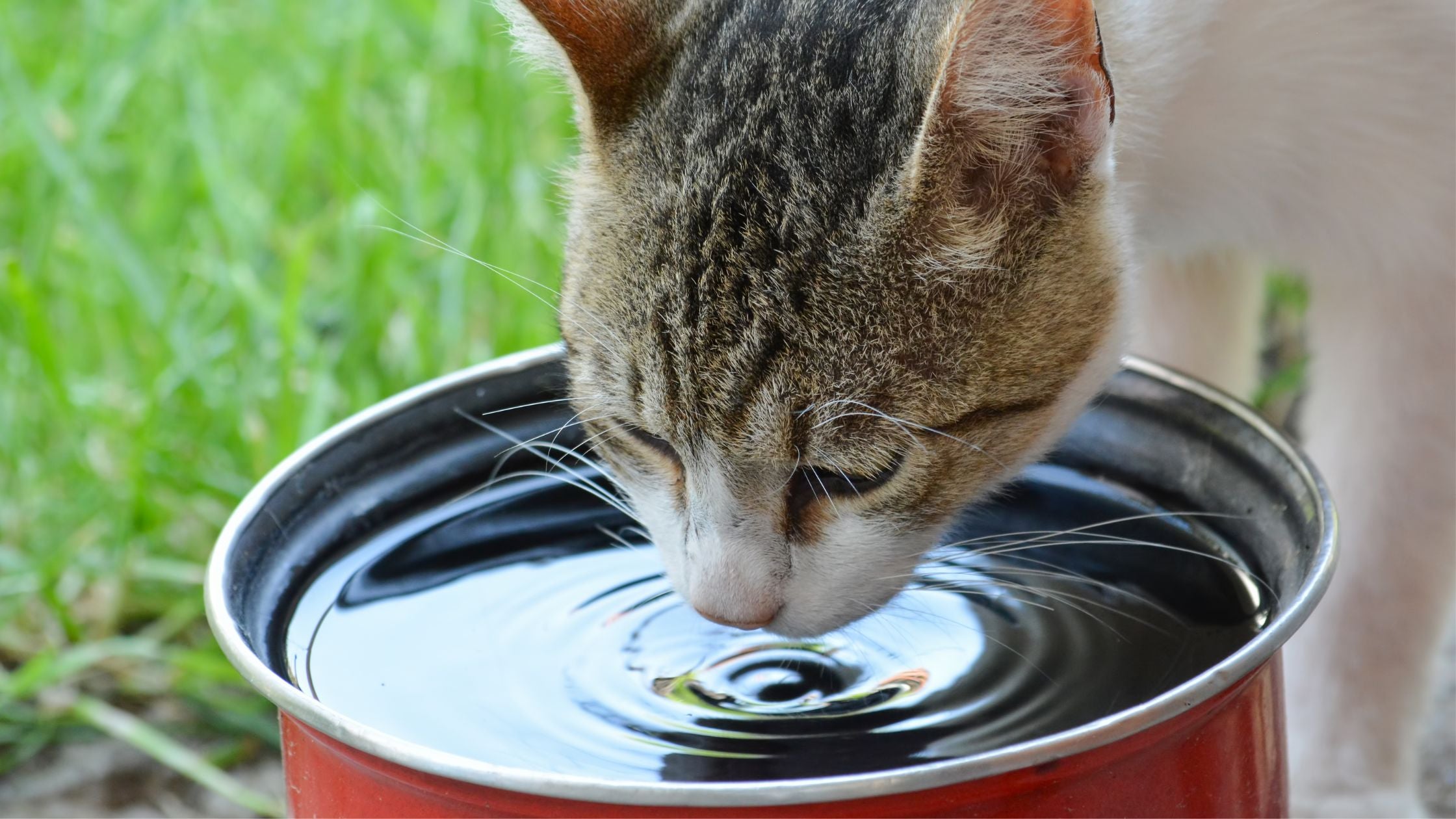 stainless steel cat water fountain
