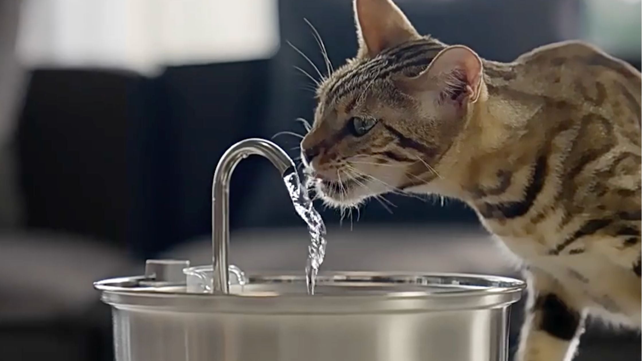 Stainless Steel cat water fountain