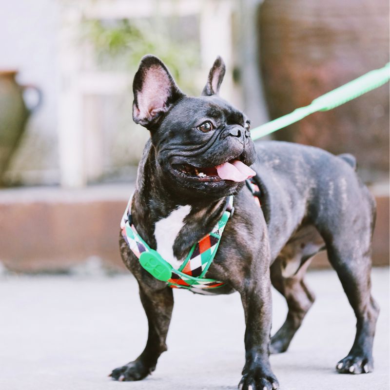 harness-for-dogs-daily-walk-control