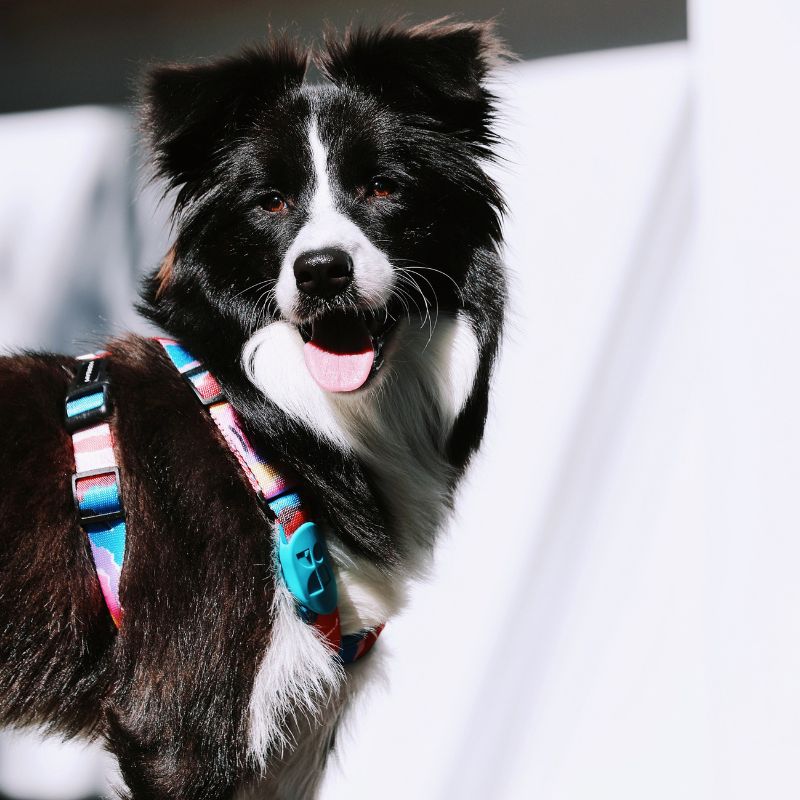 no-pull-dog-harness-for-large-dogs-walking