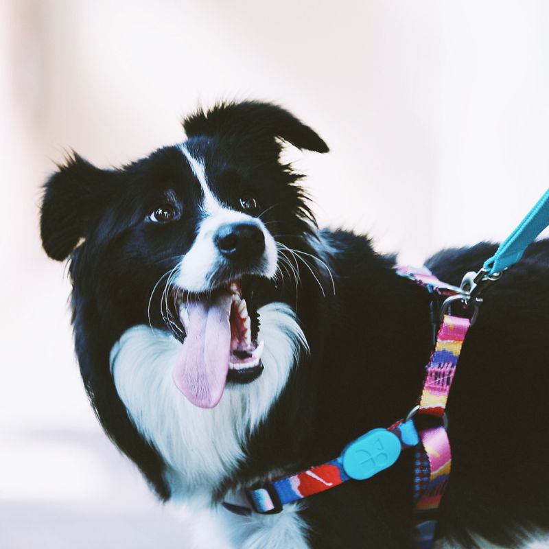 no-pull-dog-harness-for-large-dogs-walking 2