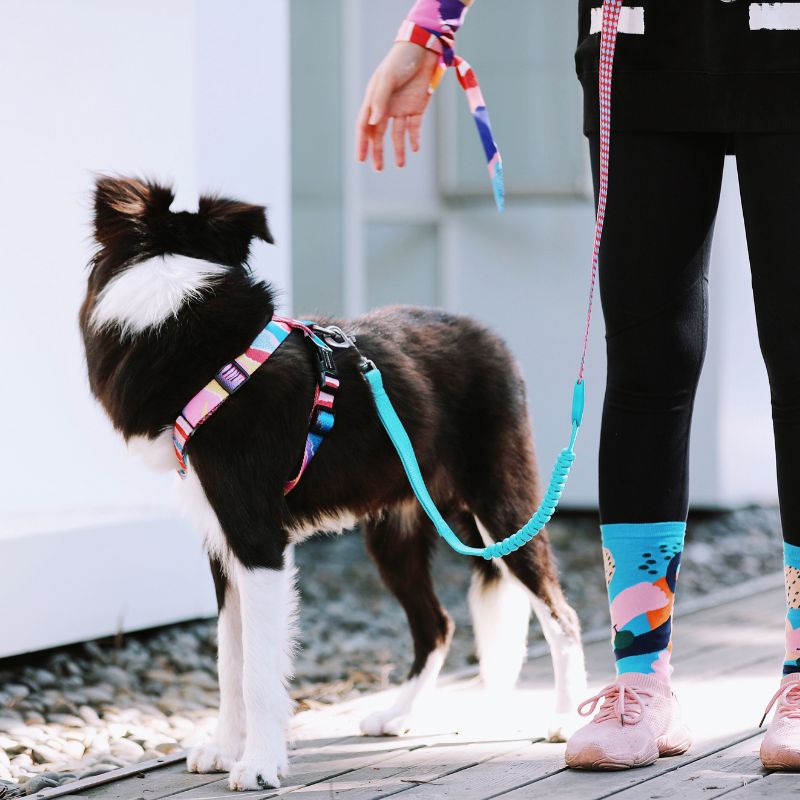 no-pull-dog-harness-for-large-dogs-walking 3