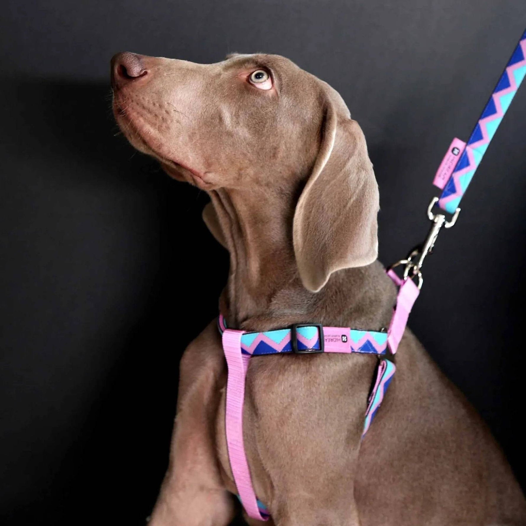 Rainbow Series - 'Y' Dog Harness Bundle PETRKL