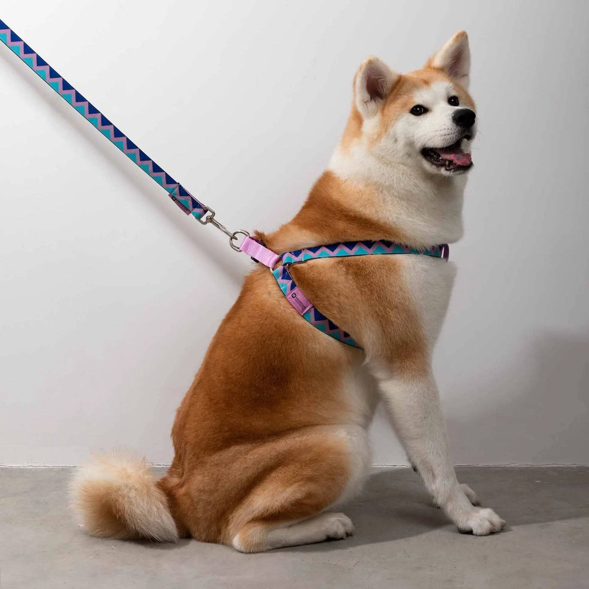 Rainbow Series - 'Y' Dog Harness Bundle PETRKL