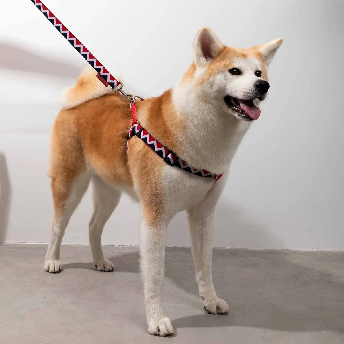 Rainbow Series - 'Y' Dog Harness Bundle PETRKL