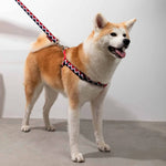 Rainbow Series - 'Y' Dog Harness Bundle PETRKL