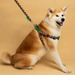 Rainbow Series - 'Y' Dog Harness Bundle PETRKL